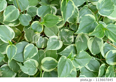 Bicolor peperomia plant, Green leaves background in ornamental garden Bicolor peperomia plant, Green leaves background in ornamental garden 113607845