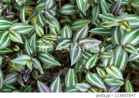 Inchplant or Wandering Jew plant, Nature leaves background in ornamental garden Inchplant or Wandering Jew plant, Nature leaves background in ornamental garden 113607847