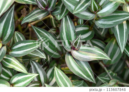 Inchplant or Wandering Jew plant, Nature leaves background in ornamental garden 113607848