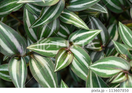 Inchplant or Wandering Jew plant, Nature leaves background in ornamental garden 113607850