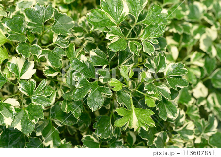 Bicolor polyscias plant growing in garden, Green leaves nature background Bicolor polyscias plant growing in garden, Green leaves nature background 113607851