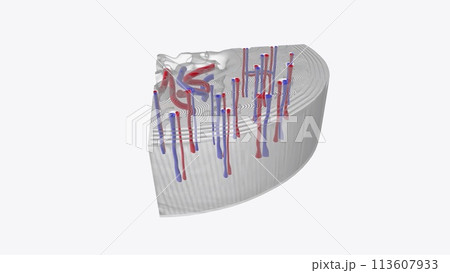Although bones are very hard organs, they also have a dense network of blood vessels inside them where the bone marrow Although bones are very hard organs, they also have a dense network of blood vessels inside them where the bone marrow 113607933