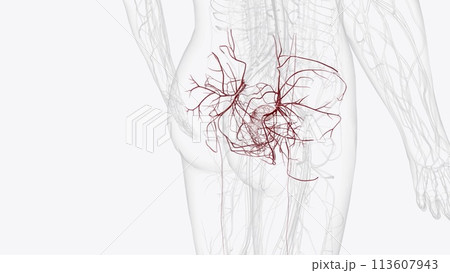 Branches of internal iliac artery 113607943