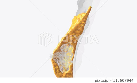 Breast Cross Section of Fat 113607944