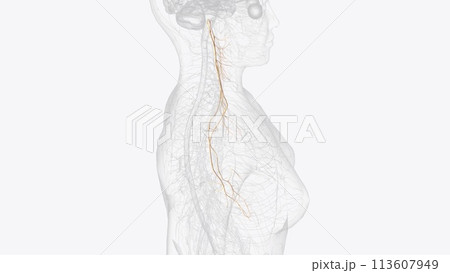 The vagus nerve (cranial nerve CN X) is the longest cranial nerve in the body, containing both motor 113607949