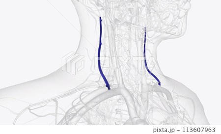 The external jugular vein is a long vein of the neck which drains the scalp and face regions into the subclavian vein The external jugular vein is a long vein of the neck which drains the scalp and face regions into the subclavian vein 113607963