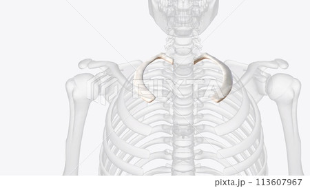 The first rib is the most superior of the twelve ribs The first rib is the most superior of the twelve ribs 113607967