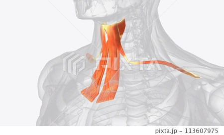 The infrahyoid muscles are a group of four...のイラスト素材 [113607975] - PIXTA