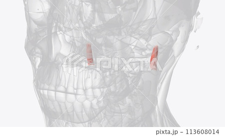 The rectus capitis lateralis is a paired muscle located in the neck 113608014