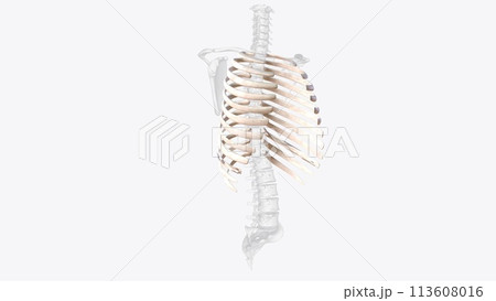 The rib cage consists of 24 ribs , which are attached to a long, flat bone in the centre of the chest called the sternum 113608016