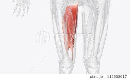 The Adductor Magnus muscle is one of hip adductors 113608017