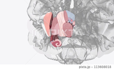 The human brain is basically symmetrical, split down the middle: the right cerebral hemisphere receives sensory input from and directs movement on the left 113608018