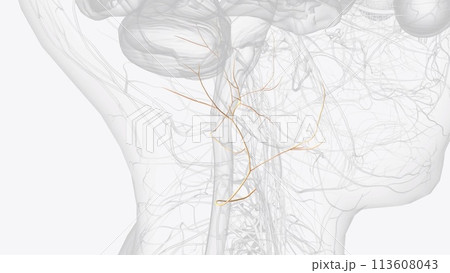 The great auricular nerve is a cutaneous (sensory) nerve of the head 113608043