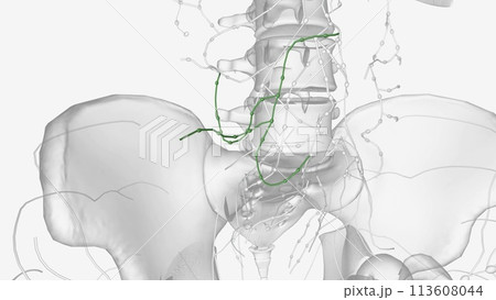 These are broadly referred to as mesenteric lymph nodes and, more specifically, ileocolic 113608044