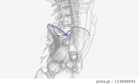 The iliolumbar vein is the vena comitans of the iliolumbar artery 113608045