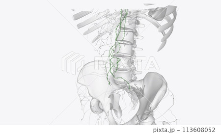 Aortic lymph stasis that resulted from lymphatic ligation promotes the development of atherosclerotic lesion Aortic lymph stasis that resulted from lymphatic ligation promotes the development of atherosclerotic lesion 113608052