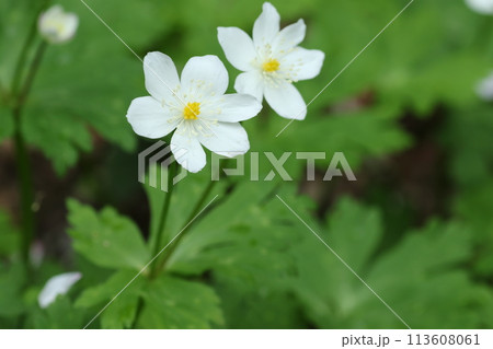 山野の湿った場所で、春に咲くキンポウゲ科の白い、ニリンソウ 山野の湿った場所で、春に咲くキンポウゲ科の白い、ニリンソウ 113608061