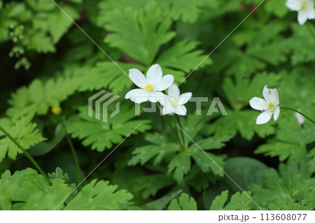 山野の湿った場所で、春に咲くキンポウゲ科の白い、ニリンソウ 山野の湿った場所で、春に咲くキンポウゲ科の白い、ニリンソウ 113608077