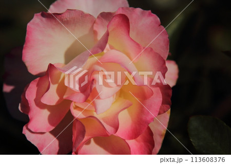 荒尾市 おもやい市民花壇 バラの花、 荒尾市 おもやい市民花壇 バラの花、 113608376