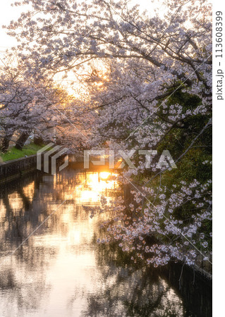 土浦市新川の満開の桜 113608399