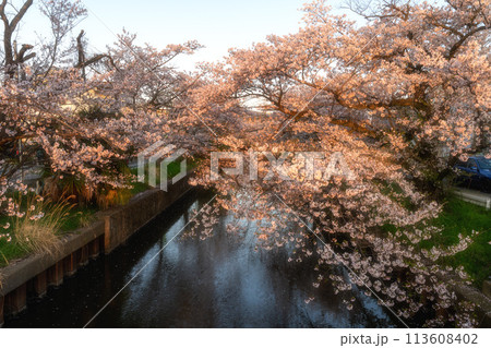 土浦市新川の満開の桜 113608402