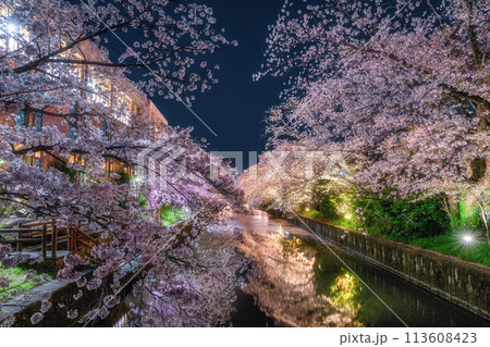 土浦市新川の満開の桜 113608423