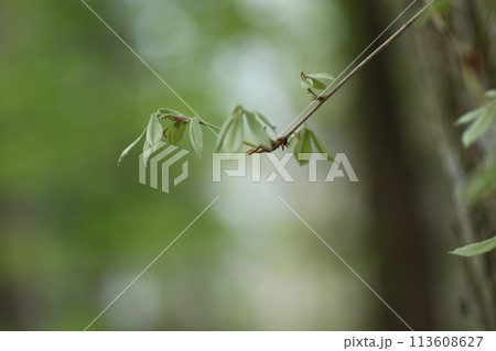 コナラの新芽 コナラの新芽 113608627