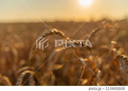 Wheat field background of ripening ears of wheat field. Rural landscapes under bright sunlight. Rich harvest concept. Wheat field background of ripening ears of wheat field. Rural landscapes under bright sunlight. Rich harvest concept. 113608808