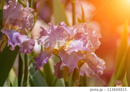 Purple with yellow bearded iris flower close up Purple with yellow bearded iris flower close up 113608815