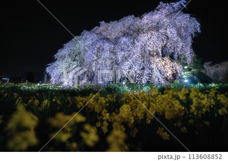 茨城県水戸市 安国寺の夜桜ライトアップ 茨城県水戸市 安国寺の夜桜ライトアップ 113608852