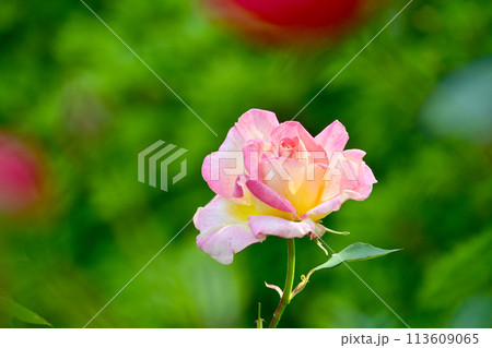 薄いピンク色がきれいな薔薇の花 113609065