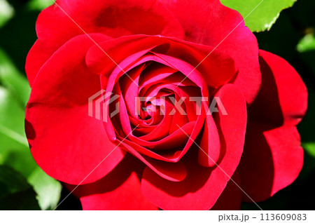 真っ赤な薔薇の花 クローズアップ 113609083