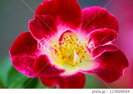 赤い薔薇の花 クローズアップ 113609084