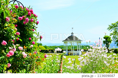 薔薇の花がきれいに咲き誇る西山公園 113609087