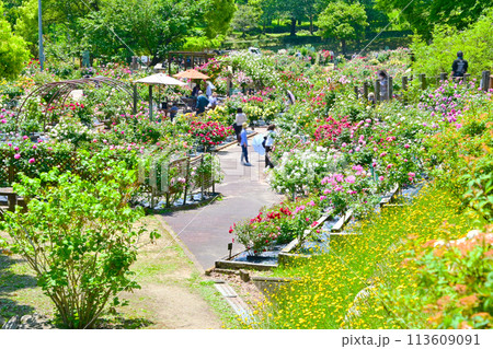 薔薇の花がきれいに咲き誇る西山公園のバラ園 薔薇の花がきれいに咲き誇る西山公園のバラ園 113609091