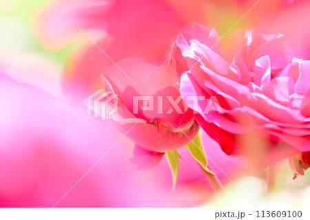 ピンク色の薔薇の花 クローズアップ 113609100