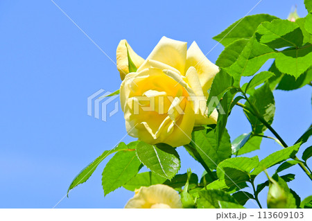 薔薇園の黄色いバラの花 113609103