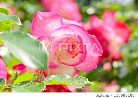 ピンク色の薔薇の花 クローズアップ ピンク色の薔薇の花 クローズアップ 113609109