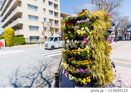東京都 京王線飛田給駅ロータリーの春のフラワースタンド 東京都 京王線飛田給駅ロータリーの春のフラワースタンド 113609129