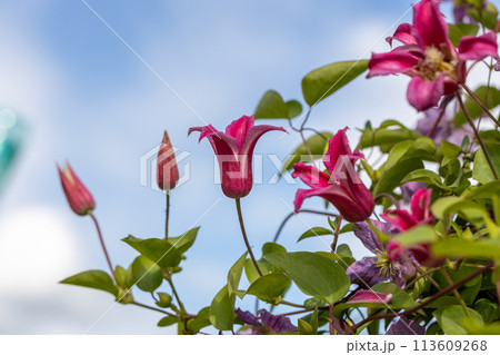 Clematis Princess Diana. The Princess of Wales in garden Clematis Princess Diana. The Princess of Wales in garden 113609268