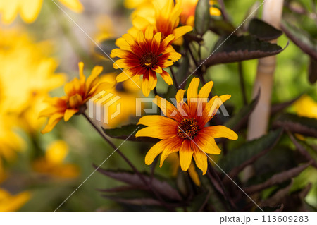 The red and orange false sunflower, Heliopsis helianthoides 'Bleeding Hearts' in bloom. 113609283