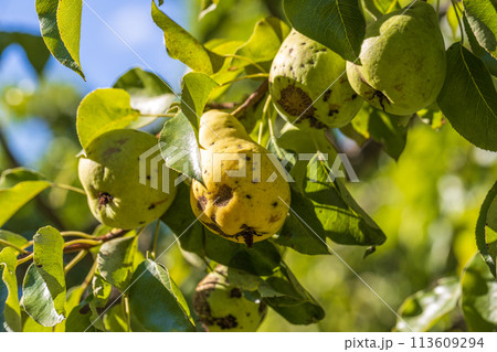 Pear fruits affected by apple scab Venturia inaequalis. Problems with the garden Pear fruits affected by apple scab Venturia inaequalis. Problems with the garden 113609294