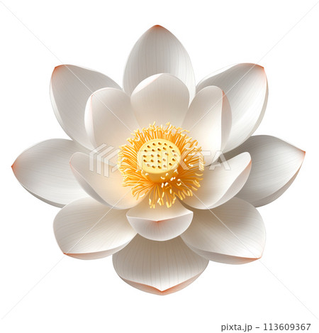 White lotus flower illustration with a detailed, textured center, presented in a realistic style. Transparent background 113609367