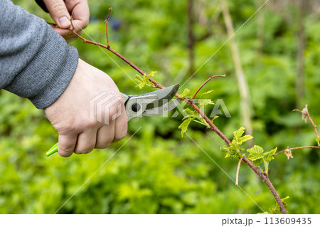 A gardener manually cuts a raspberry bush with a bypass pruner. Pruning of raspberry and blackberry bushes with bypass secateurs. Dacha and vegetable garden, gardening, bush care. 113609435
