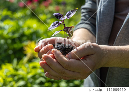 A male farmer holds a basil seedling in his hands. Agriculture and farming concept. 113609450