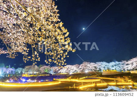 国営みちのく湖畔公園　夜桜のライトアップ「みちのく花明かり」　宮城県川崎町 113609452