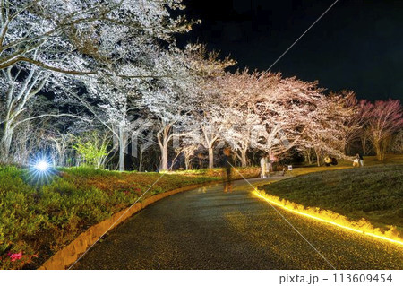 国営みちのく湖畔公園　夜桜のライトアップ「みちのく花明かり」　宮城県川崎町 113609454