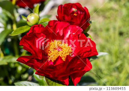 Paeonia Mackinac Grand flowers in garden. Bright red peony flowers, close-up Paeonia Mackinac Grand flowers in garden. Bright red peony flowers, close-up 113609455