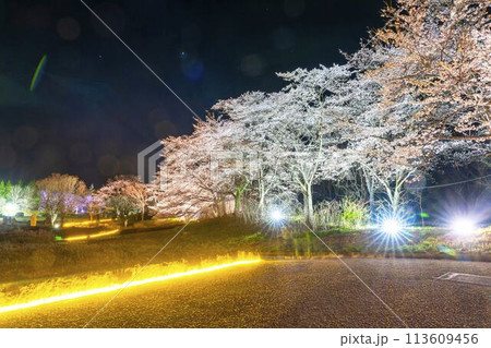 国営みちのく湖畔公園　夜桜のライトアップ「みちのく花明かり」　宮城県川崎町 113609456