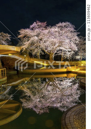 国営みちのく湖畔公園　夜桜のライトアップ「みちのく花明かり」　宮城県川崎町 113609462